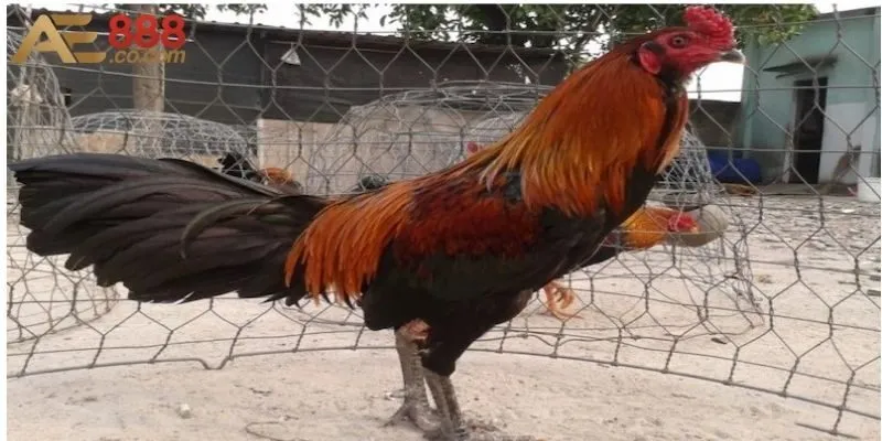 Tổng Hợp Những Giống Gà Chọi Tốt Nhất Việt Nam Hiện Nay 2 Những dòng gà chọi tốt và đẹp nhất có tại Việt Nam