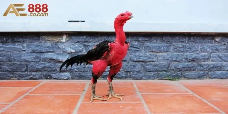 Tổng Hợp Những Giống Gà Chọi Tốt Nhất Việt Nam Hiện Nay 3 Gà Xám Thần là một giống gà chọi có sức mạnh và tốc độ vượt trội